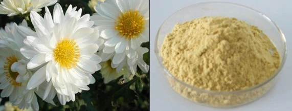 Chrysanthemum Flower Extract Powder Wtih Flavonoids, Amino Acids &amp; Vitamins